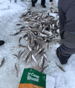 poissons des chenaux fraîchement pêché lors d'une journée de pêche aux poissons des chenaux chez Jacques Lefebvre